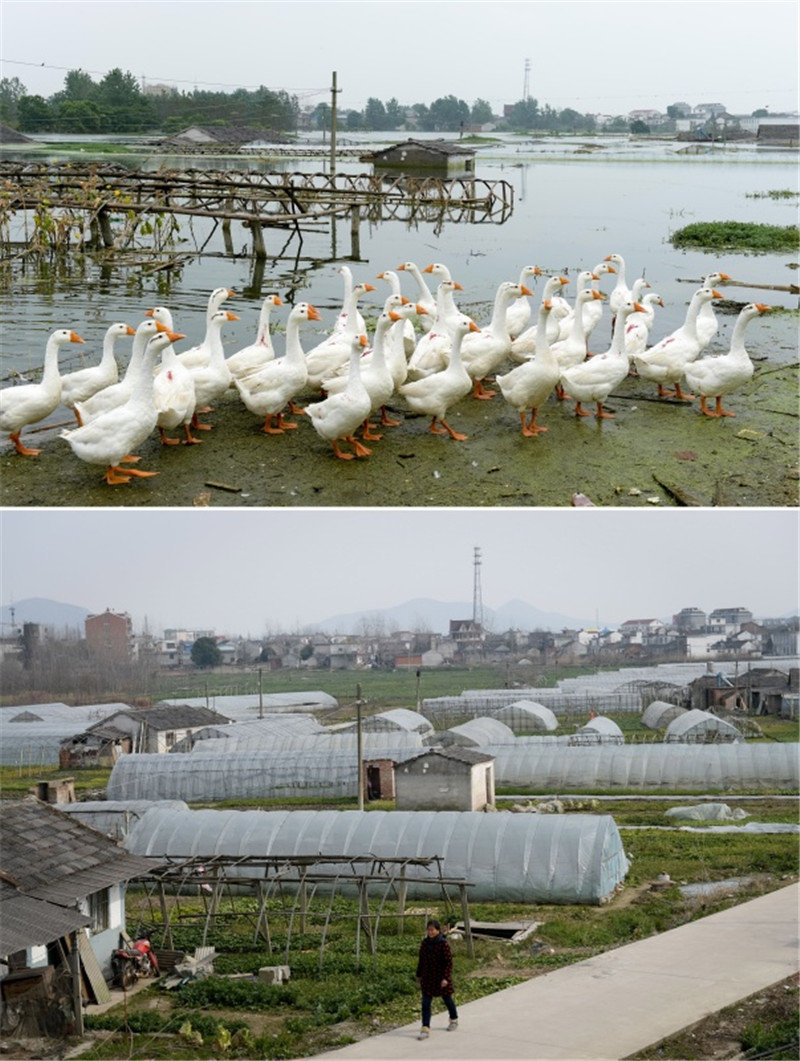 拼版照片：上图为安徽合肥市肥东县罗家疃村，蔬菜大棚和民房被洪水淹没（2016年7月13日摄）；下图为安徽合肥市肥东县罗家疃村，当地村民生产生活恢复正常（2017年1月24日摄）。